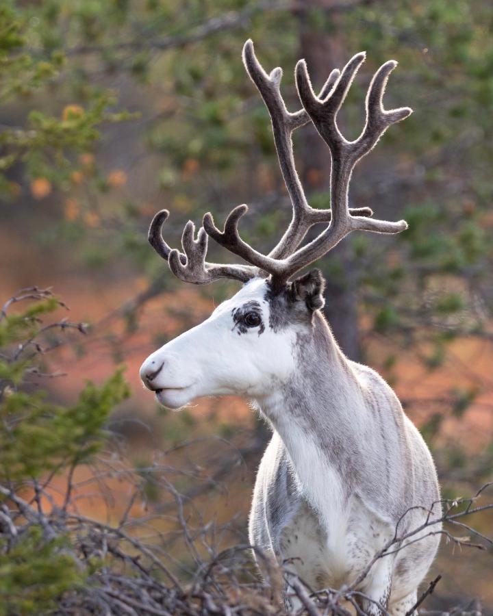 Lapland Dream Villas Rauhala Buitenkant foto